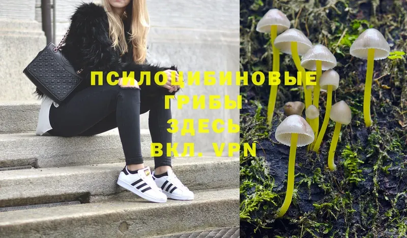 Псилоцибиновые грибы Psilocybine cubensis  Пермь 